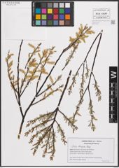 Foto von Salix eleagnos Scop.